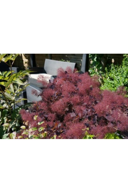 Скумпія шкіряна Даскі Мейден 